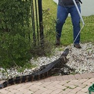 Trappers wrangle alligator out of Lake Nona swimming pool