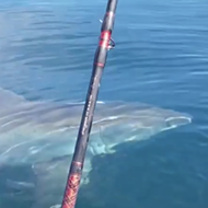 Fishermen film great white shark near Ponce Inlet last weekend