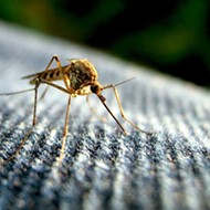 Orange County awarded $325,000 grant to combat Zika virus
