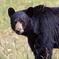 A bear that attacked two dogs and destroyed an SUV in Longwood has been killed, officials say
