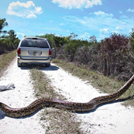 Florida snake hunters have now killed 1,000 Burmese pythons
