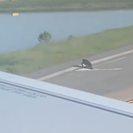 A plane was held up this morning at Orlando International Airport because a gator was on the runway