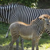 Disney debuts two new zebra foals at Animal Kingdom