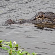 Florida deputy shoots and kills gator with an AR-15 after it trapped a girl in a tree