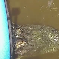 Florida boater somehow gets canoe stuck on alligator's back