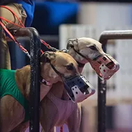 Florida has decided to ban greyhound racing