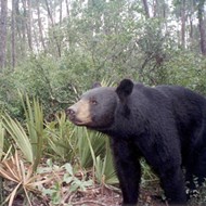 FWC says controversial bear hunt will resume next year