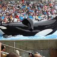 SeaWorld's decision&nbsp;to end orca breeding is motivated by money more than morality