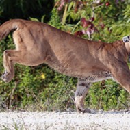 This year, Florida will probably break 2015's record for dead panthers