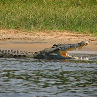 Florida now has a Nile crocodile problem