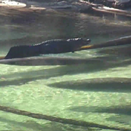 There's all kinds of sweet action on the Blue Spring manatee cam right now