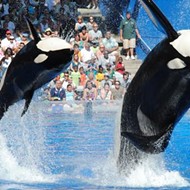 SeaWorld announces over 300 jobs eliminated in second major layoff in two years