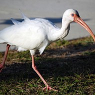 The Florida white ibis will probably give you salmonella