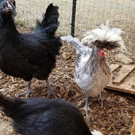 Police free 231 roosters from Apopka home