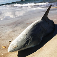 A half-eaten shark washed up on New Smyrna Beach last weekend