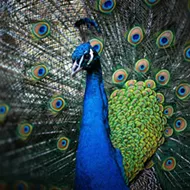 Conway residents say a thief is stealing their neighborhood peacocks