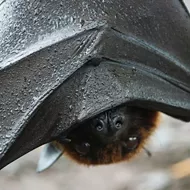 New Orange County program aims to house homeless bats