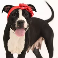 Florida Weatherman S Dog Just Delivered A Perfect Forecast Blogs