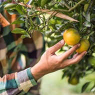 Florida senators Rubio and Scott ask USDA to stop new rule allowing citrus imports from China