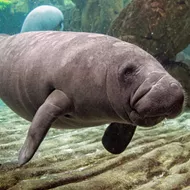 Florida manatee deaths are way up this year, and experts point to COVID-19 as a factor