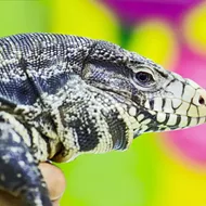 Florida reptile breeders are suing the state to stop ban on tegu lizards, green iguanas and reticulated pythons