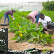 Florida and counties look to boost farmworker testing