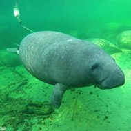 Now would be a great time to brave the cold and check out the manatees at Blue Spring State Park in Orange City