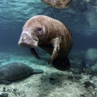 Federal authorities look into abuse after Florida manatee found with &lsquo;Trump&rsquo; scraped on its back