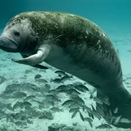 There's a $5,000 reward for info on the fool who scraped 'Trump' on a Florida manatee's back