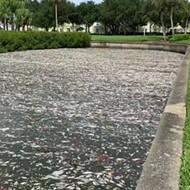 Video shows mass fish die-off from red tide in St. Petersburg