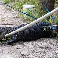 Florida man fashioned tourniquet from dog leash for cyclist bitten by alligator