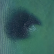Enjoy this drone footage of sharks snacking on a bait ball off the coast of Florida