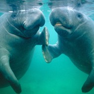 Manatees are hooking up right now and the FWC would like you to MYOB
