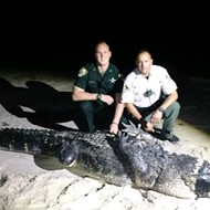 Florida authorities capture 12-foot beach gator