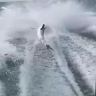 Florida authorities make three arrests in connection to viral shark dragging video