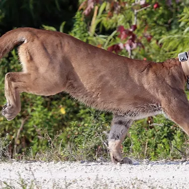 Two Florida panther kittens found north of the Caloosahatchee River | Blogs