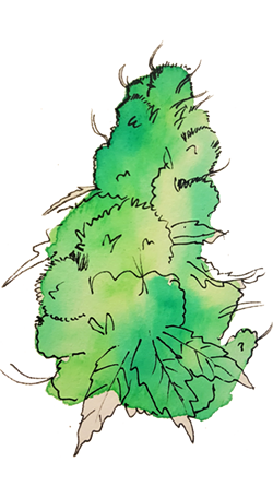 pot_5.png