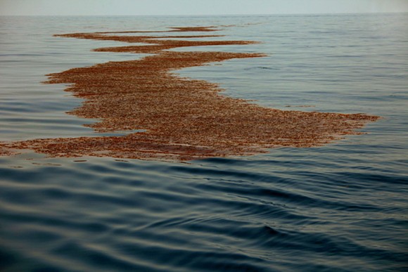 Photo of oil-soaked sargassum in the Gulf in summer of 2010, courtesy of the National Oceanic and Atmospheric Administration