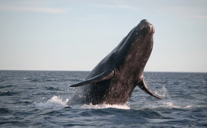 An endangered Southern right whale - PHOTO VIA ADOBE IMAGES
