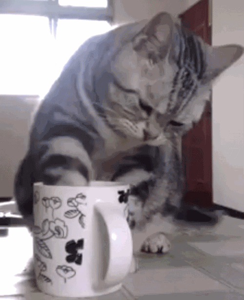 Cat Cafe to open in Clermont at Cagan Crossings Blogs Cat Cafe to open in Clermont at Cagan Crossings Blogs