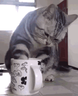 cup-of-joe-kitty.gif