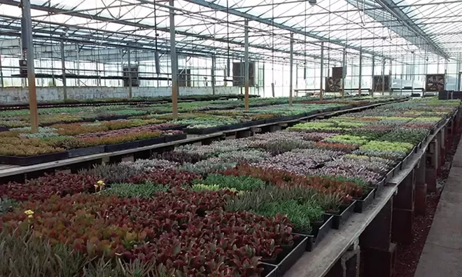 1000w_floridacactus_from_facebook.jpg