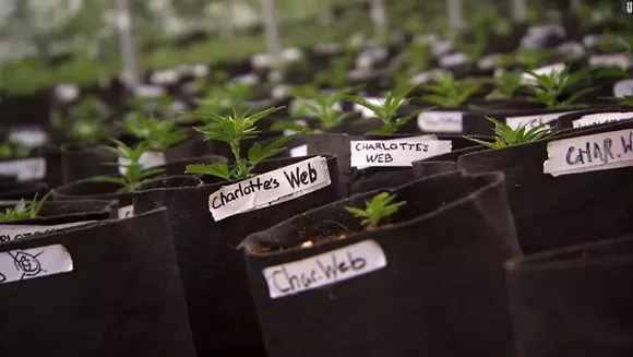 Florida Roves Winter Garden Nursery To Grow Medical Blogs Click Image Photo Via Cnn Winter Garden S Knox Nursery