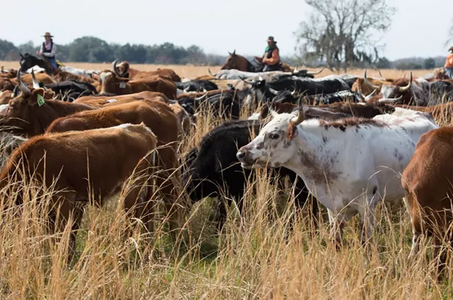 Nearly 500 head of Cracker cows and - other cattle made the almost 60-mile trip - from St. Cloud to Kenansville.