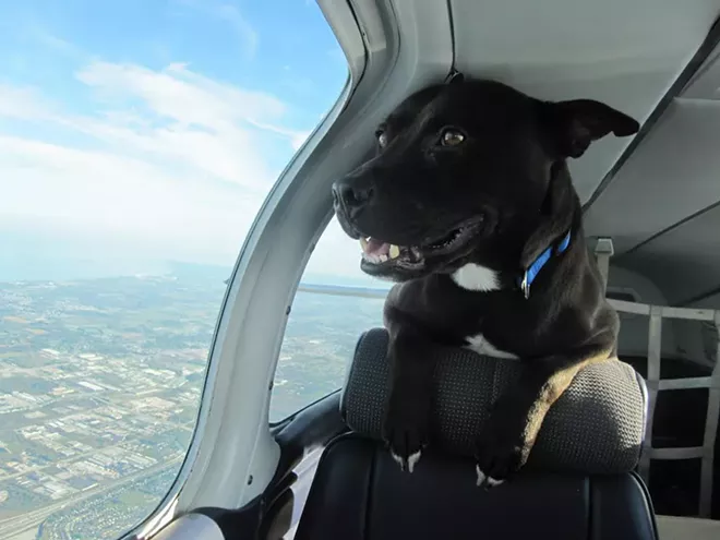 puppy-love-puppies-and-pilots3.jpg
