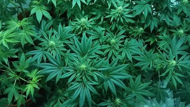 Florida Roves Gainesville Nursery To Grow Medical Blogs Click Image Photo By Cmelixirs Via Pixabay