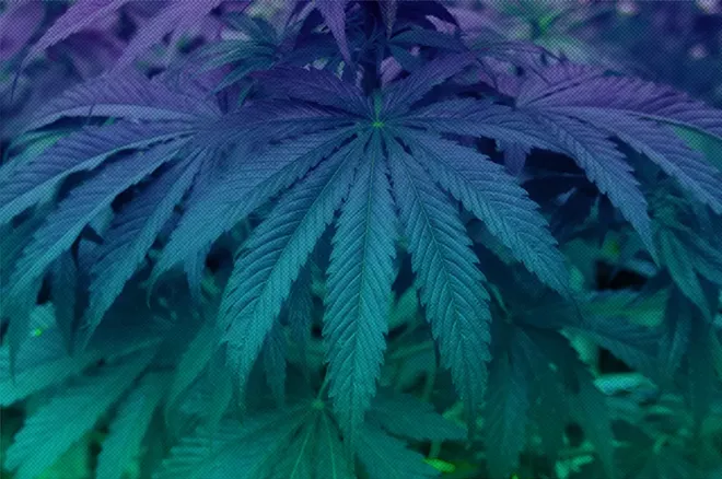 cannabis-sativa-plant.jpg