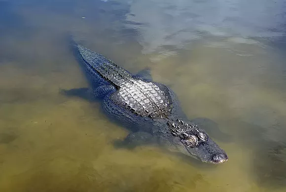 Sheriff Toddler Snatched By Alligator Drowned Body