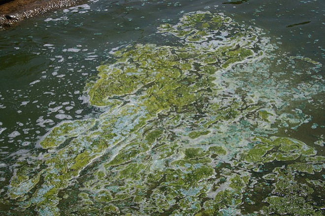 Sample of blue-green algae in Madison, Wisconsin - PHOTO BY MARK SADOWSKI VIA FLICKR