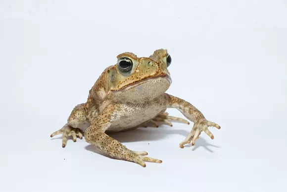 florida has a giant poison toad problem blogs